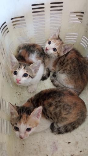 عکس درمانگاه دامپزشکی دکتر صداقت 