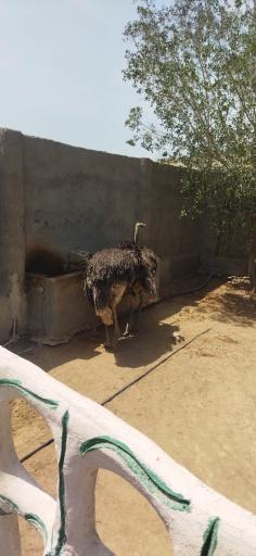 عکس پارک ساحلی سوزا