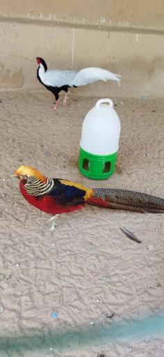 عکس پارک ساحلی سوزا