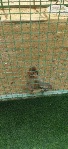 عکس پارک ساحلی سوزا