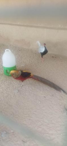 عکس پارک ساحلی سوزا