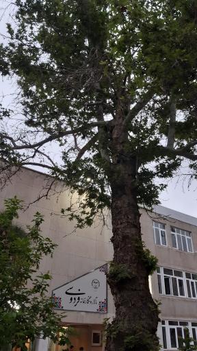 عکس نگارخانه فردوسی - فرهنگسرای جهاد دانشگاهی مشهد
