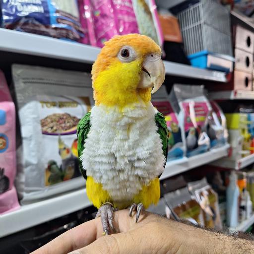 عکس هایپر پرنده