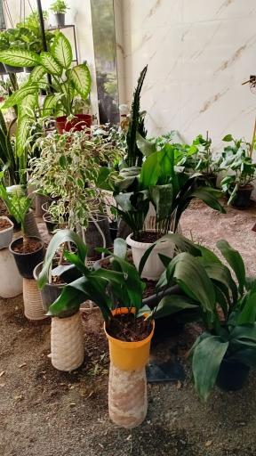 عکس گلسرای جوقین