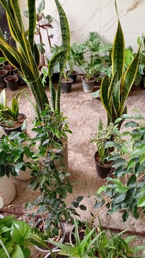 عکس گلسرای جوقین