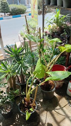 عکس گلسرای جوقین