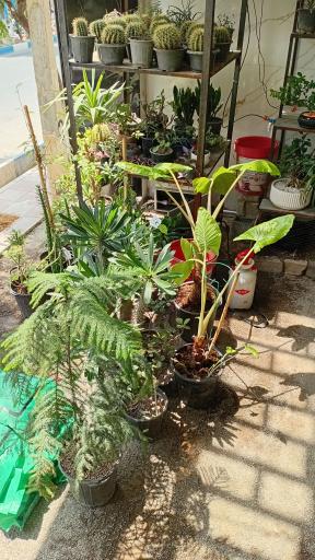عکس گلسرای جوقین