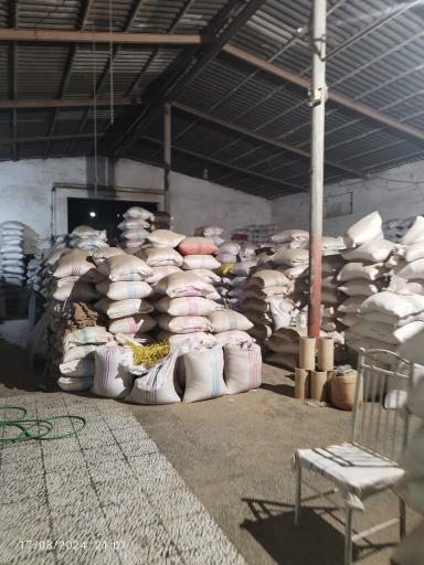 عکس شالیکوبی واخیده