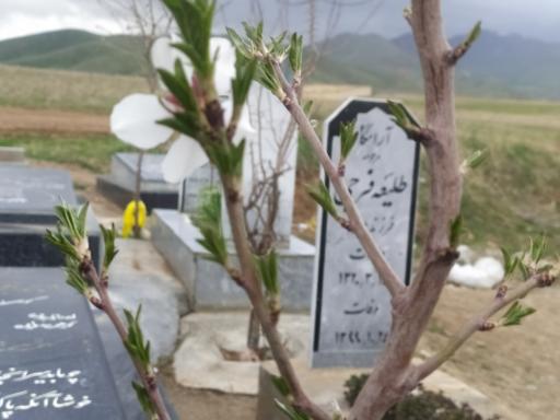عکس مزار حاجیە طلیعه فرجی