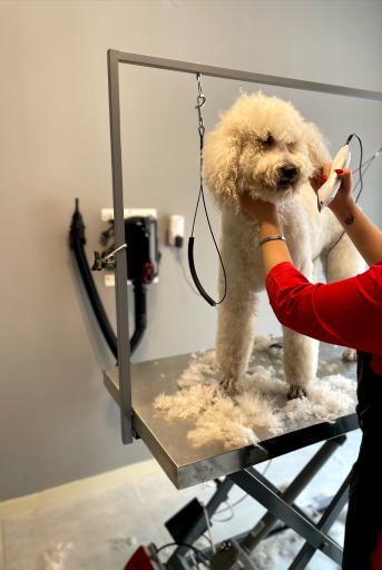 عکس پانسیون حیوانات خانه دوم 