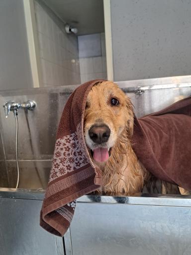 عکس پانسیون حیوانات خانه دوم 