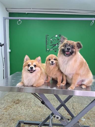 عکس پانسیون حیوانات خانه دوم 