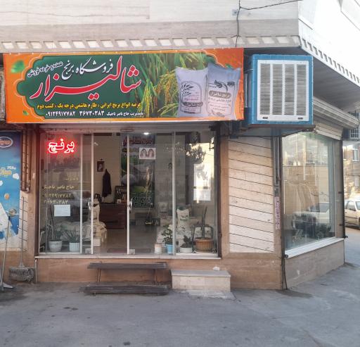 عکس برنج شالیزار حاج ناصر تاجیک
