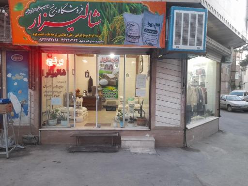 عکس برنج شالیزار حاج ناصر تاجیک