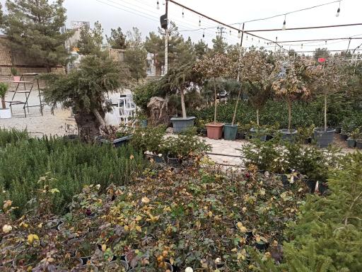 عکس بازار گل طرقبه