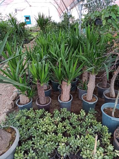 عکس بازار گل طرقبه