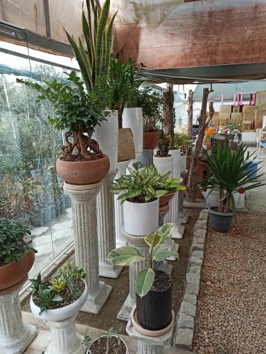 عکس بازار گل طرقبه