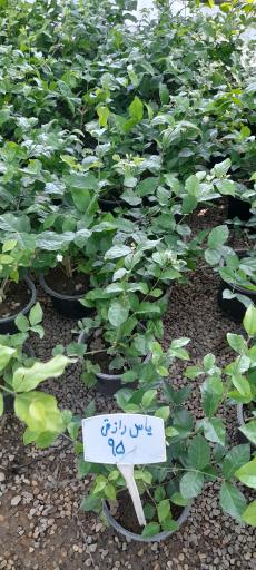 عکس گلباغ و نهالستان مرکزی امیدی