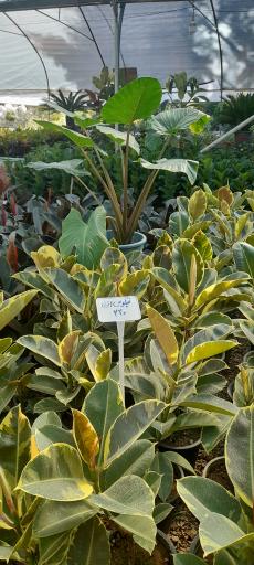 عکس گلباغ و نهالستان مرکزی امیدی