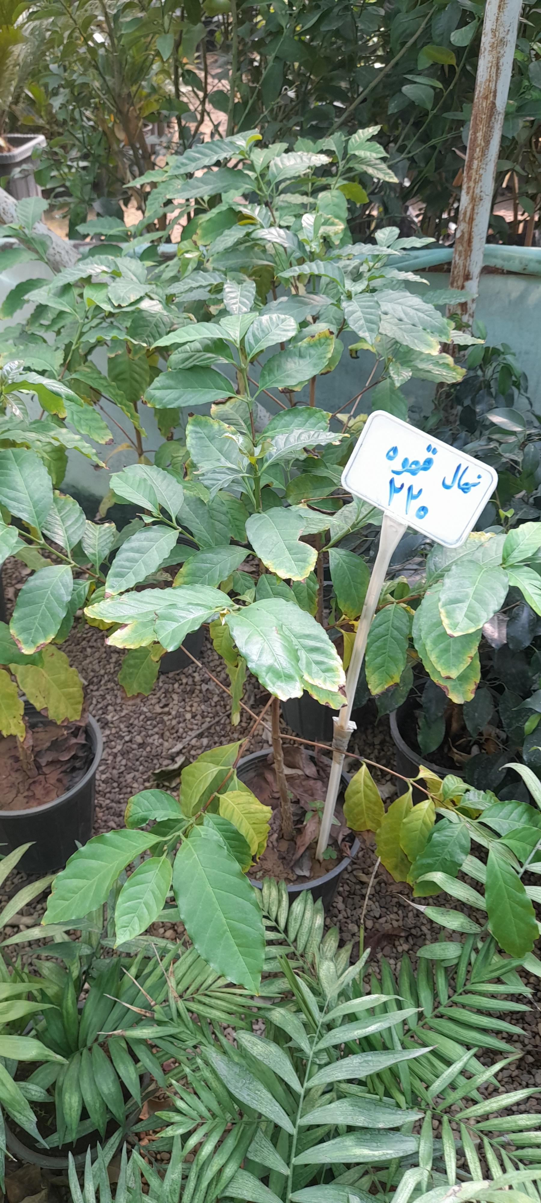 عکس گلباغ و نهالستان مرکزی امیدی