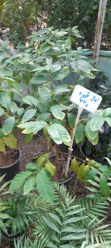 عکس گلباغ و نهالستان مرکزی امیدی