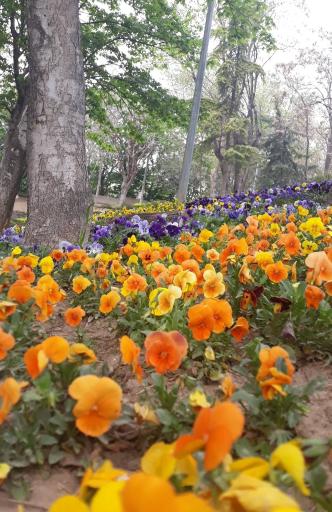 عکس بوستان شهید باهنر