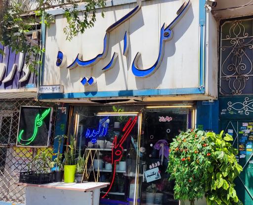 عکس گالری گل ارکیده