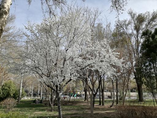 عکس بوستان ملت