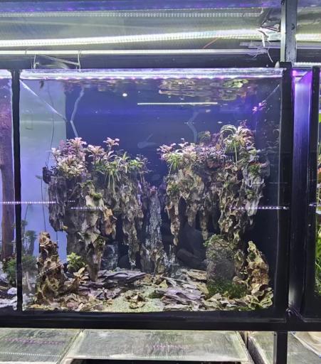 عکس آسیا آکواریم