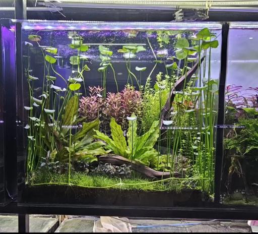 عکس آسیا آکواریم