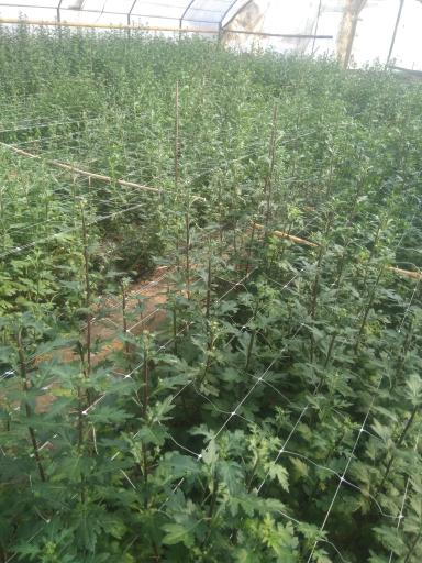 عکس گلخانه عبدالملکی