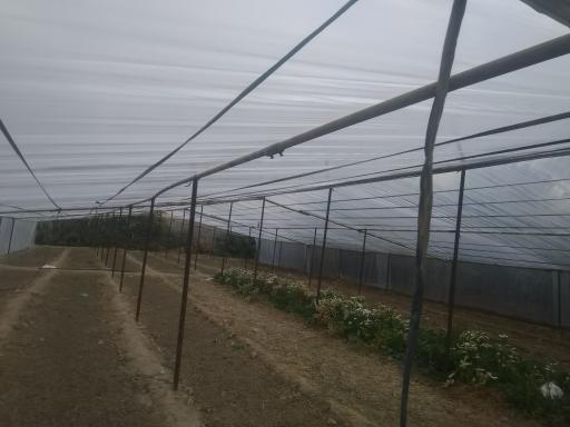 عکس گلخانه عبدالملکی