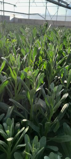 عکس گلخانه عبدالملکی