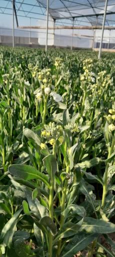 عکس گلخانه عبدالملکی