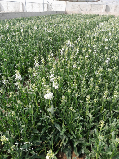 عکس گلخانه عبدالملکی