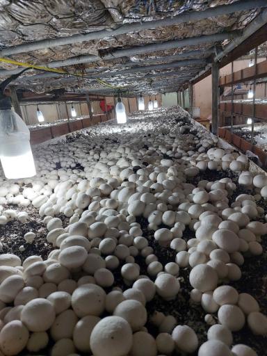 عکس مزرعه قارچ صالح