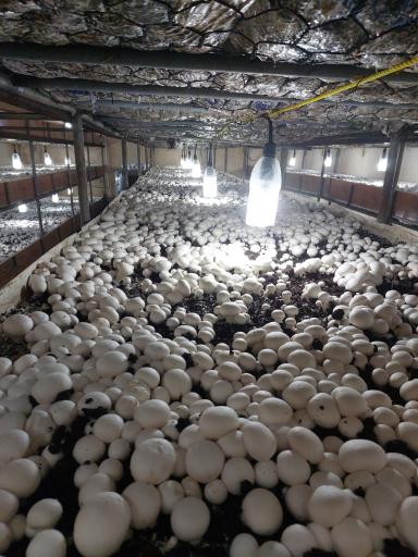 عکس مزرعه قارچ صالح