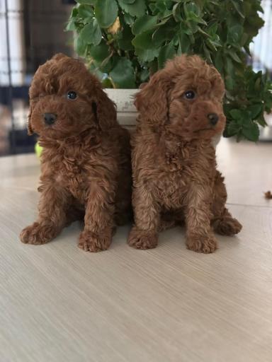 عکس مرکز پرورش و آموزش سگ دینکی پت