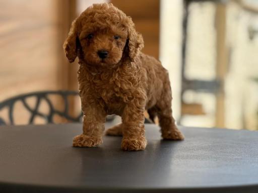 عکس مرکز پرورش و آموزش سگ دینکی پت