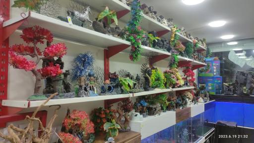 عکس آکواریوم آمازون