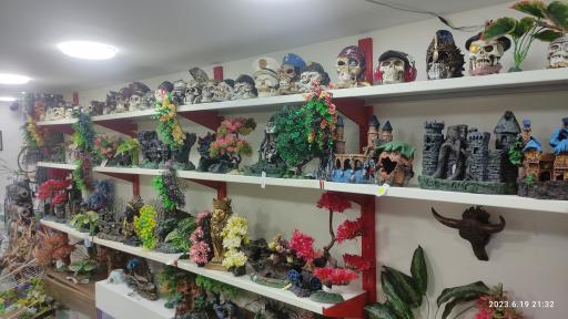 عکس آکواریوم آمازون