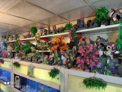 عکس آکواریوم آمازون