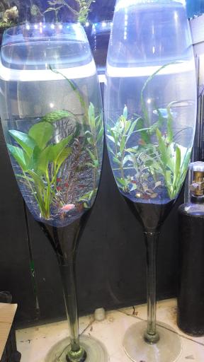 عکس آکواریوم آمازون