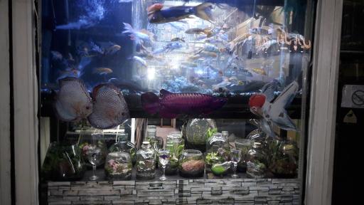 عکس آکواریوم آمازون