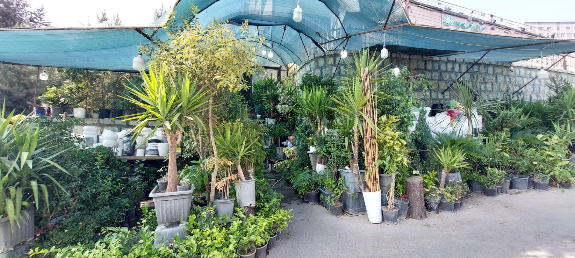 عکس گل و گیاه آرزو