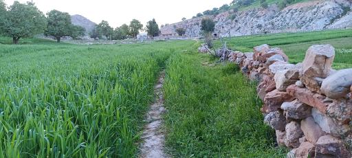 عکس چم لپه