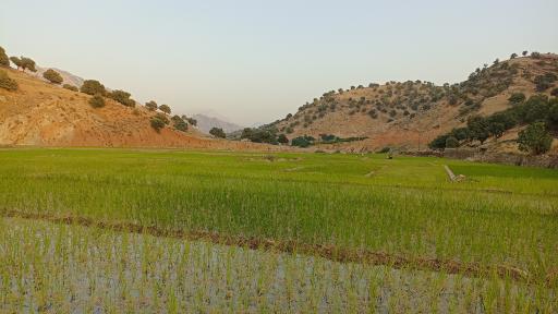 عکس چم لپه