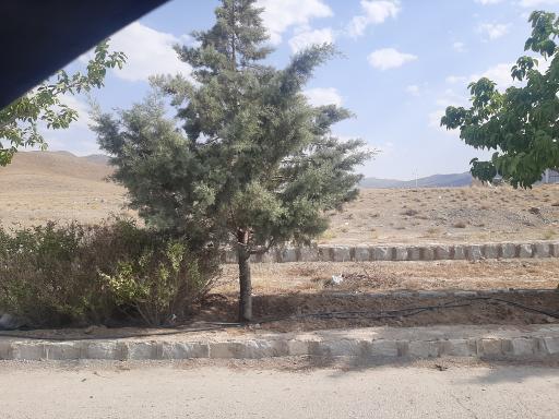 عکس لای بید