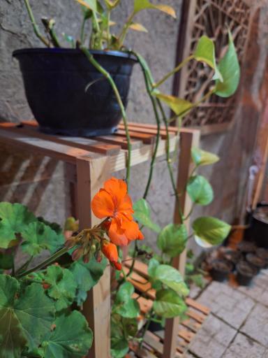 عکس کافه بیتل