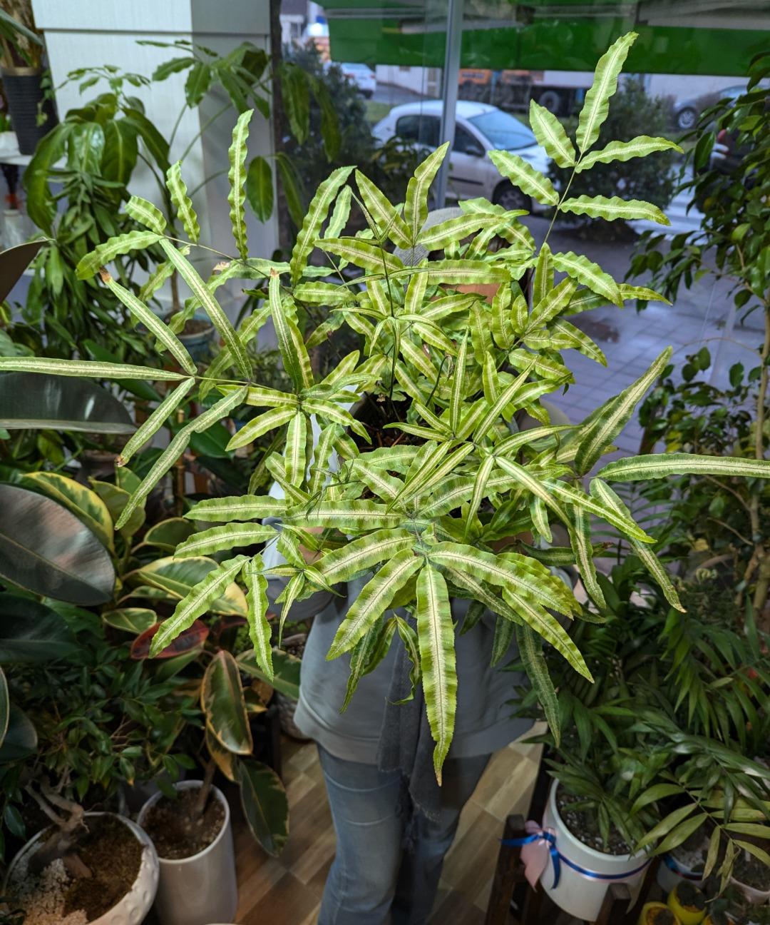 عکس گلکده روحان